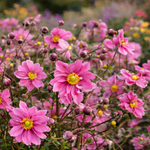 Anemone 'Harlequin Cameo'