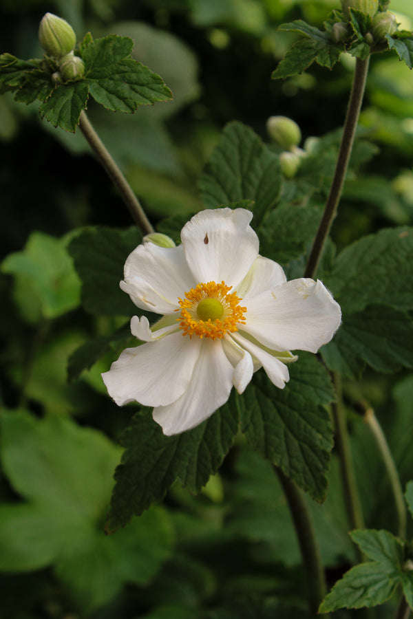 Anemone 'Honorine Jobert'