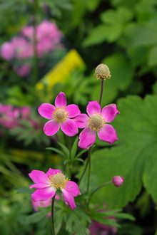Anemone 'Spring Beauty Pink'