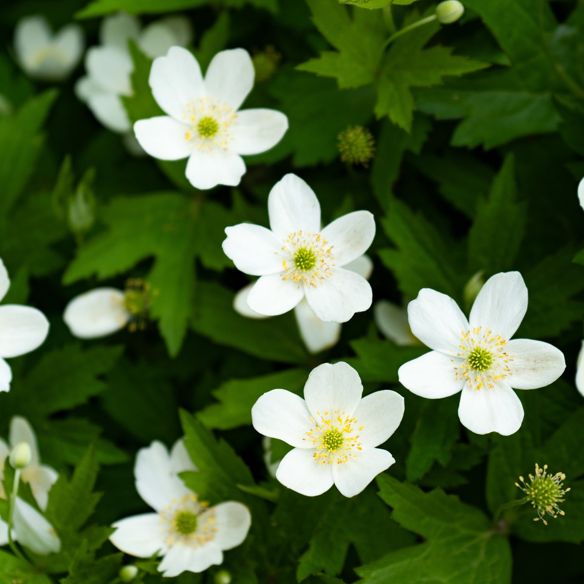 Image officielle de Anémone du Canada, Anemone canadensis, associée au petit sachet de semences.