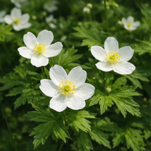 Anémone du Canada en fleurs, vivace indigène aux fleurs blanches.