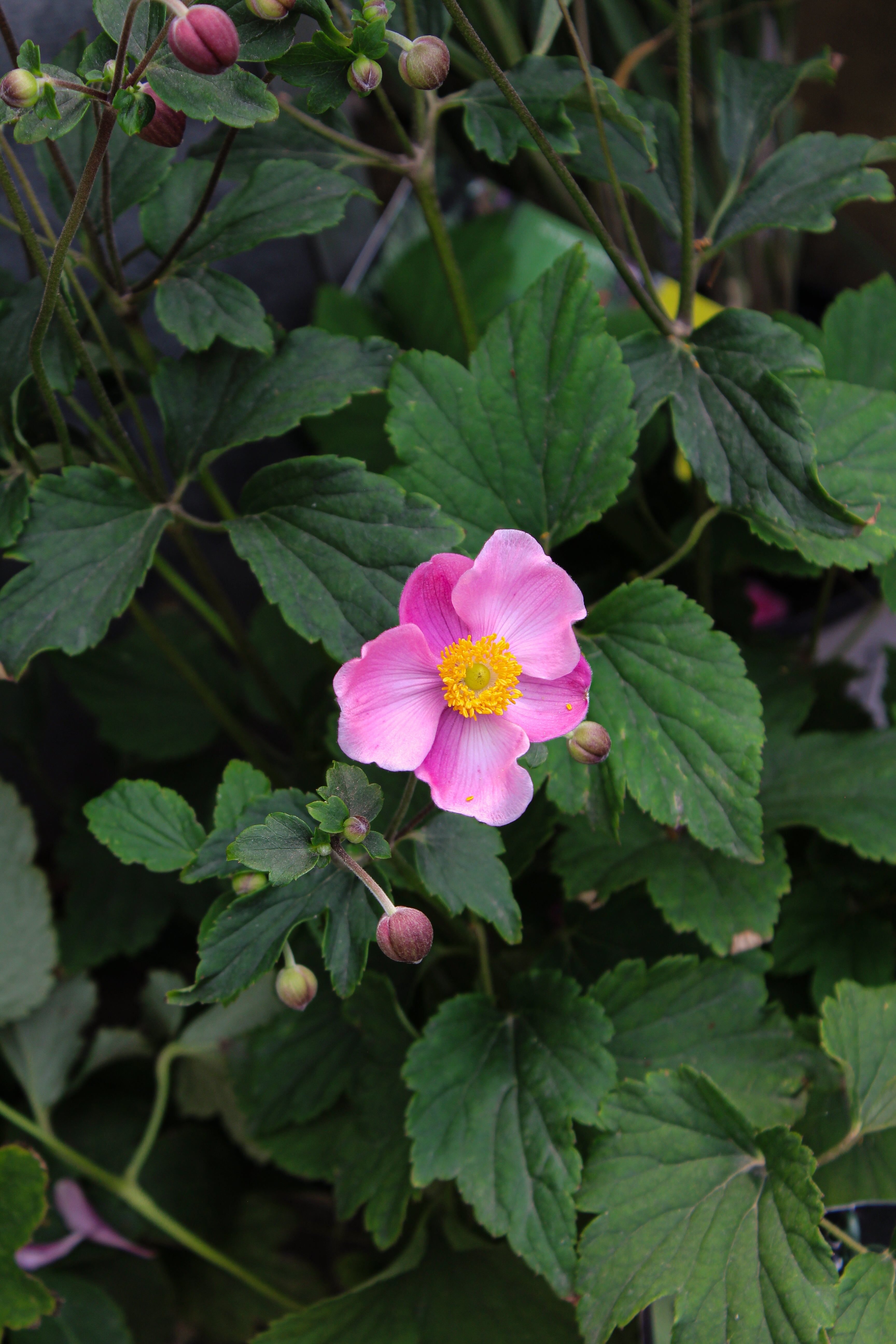 Anemone Plants Canada | Japanese Anemones – Pépinière.ca