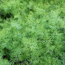 Dill