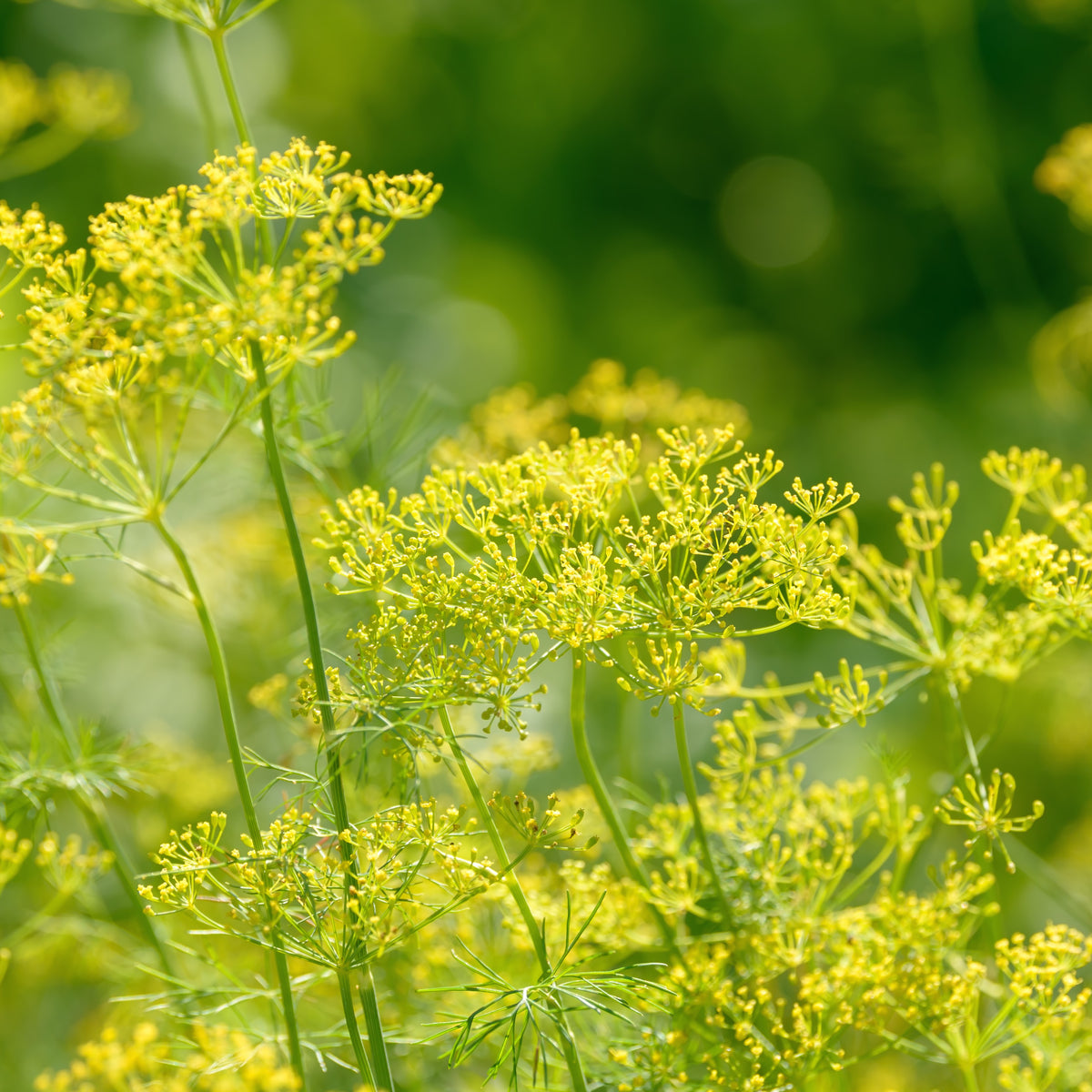 Organic ‘Bouquet’ dill (<em>Anethum graveolens</em>)