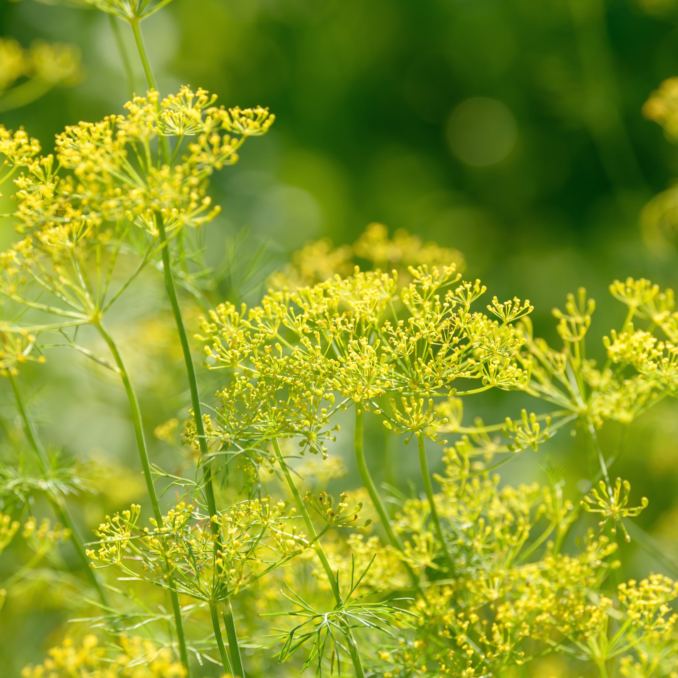 Organic ‘Bouquet’ dill (<em>Anethum graveolens</em>)