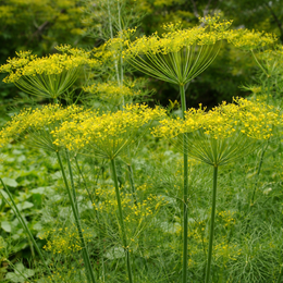 Dill 'Dukat'