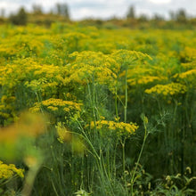 Dill 'Fernleaf'
