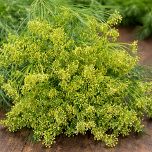 Organic dill 