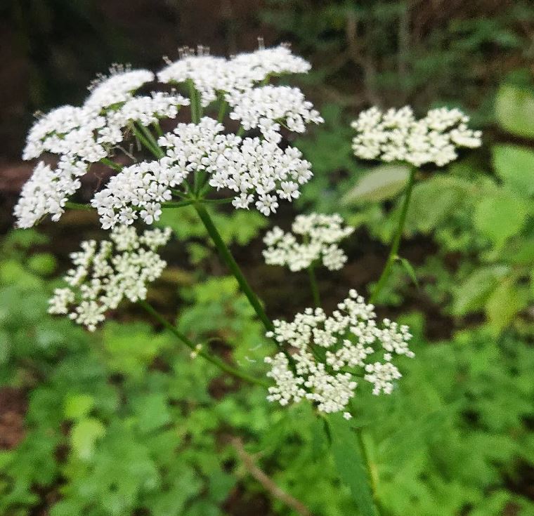 Organic Anise