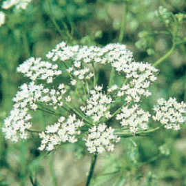 Des groupes plats de petites fleurs blanches sont portés par des tiges vertes minces. Les fleurs se rassemblent à l’extrémité des ramifications et forment des silhouettes légères. Plusieurs groupes se répartissent dans l’image, devant un fond vert flou. Le contraste entre les fleurs claires et les tiges souligne les différentes hauteurs de cette composition végétale.