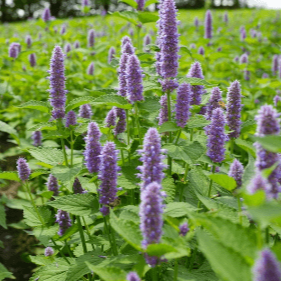 Organic American Anise Hyssop Seeds by Gaia, product image prepared for Canadian gardeners.