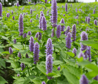 Agastache anisée 'American Anise Hyssop' bio