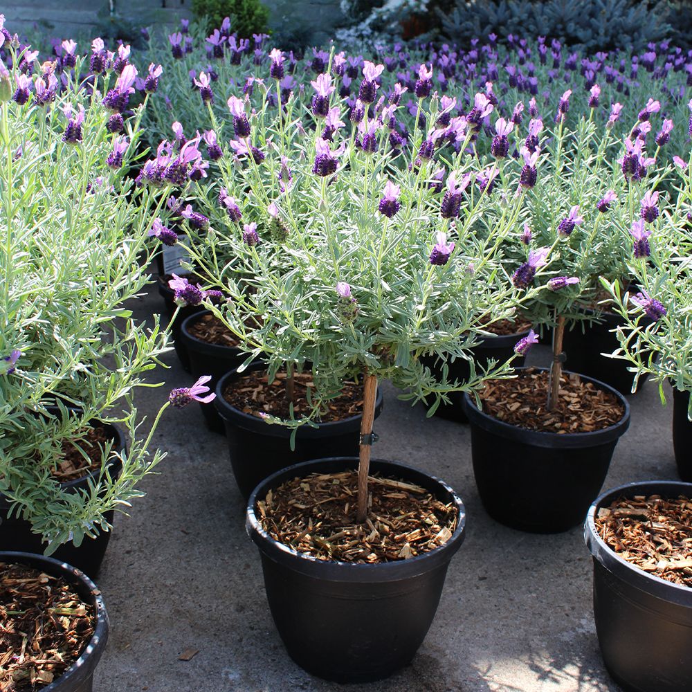 Lavande stoechas 'Anouk'