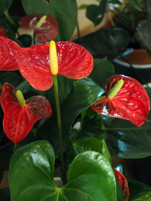 Anthurium andraeanum
