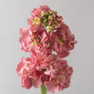 Organic 'Antique Rose' Stock Seeds by Gaia, product image prepared for Canadian gardeners.
