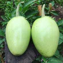 Aubergine 'Apple Green' bio