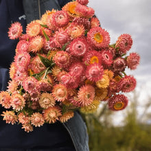 Immortelle 'Apricot Peach Mix' bio