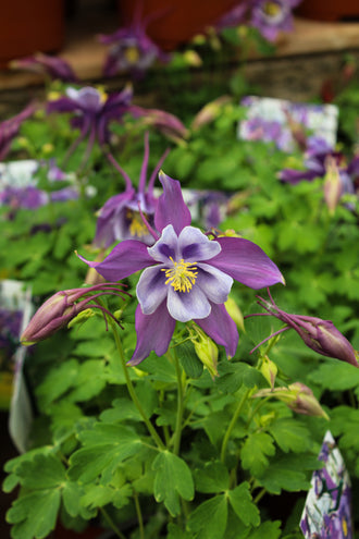 Ancolie Earlybird Purple Blue. Les pétales pointus entourent le cœur rond, avec des éperons courbes derrière les fleurs. Des zones violettes et blanches forment un motif net sur les parties ouvertes des fleurs. De fins éperons courbes dépassent derrière les fleurs, près des tiges qui les portent et des boutons. Des feuilles vertes apparaissent autour des fleurs et entre les tiges de la photo. Une étiquette de plante imprimée apparaît près des fleurs, des tiges et des feuilles voisines.