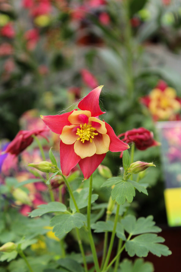 Aquilegia 'Earlybird Red Yellow'