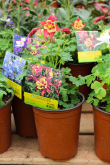 Aquilegia 'Earlybird Red Yellow'
