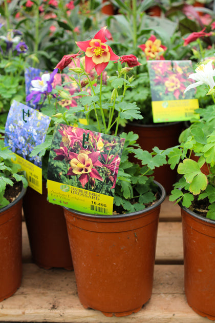 Aquilegia 'Earlybird Red Yellow'