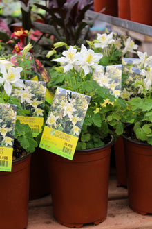 Aquilegia 'Earlybird White'
