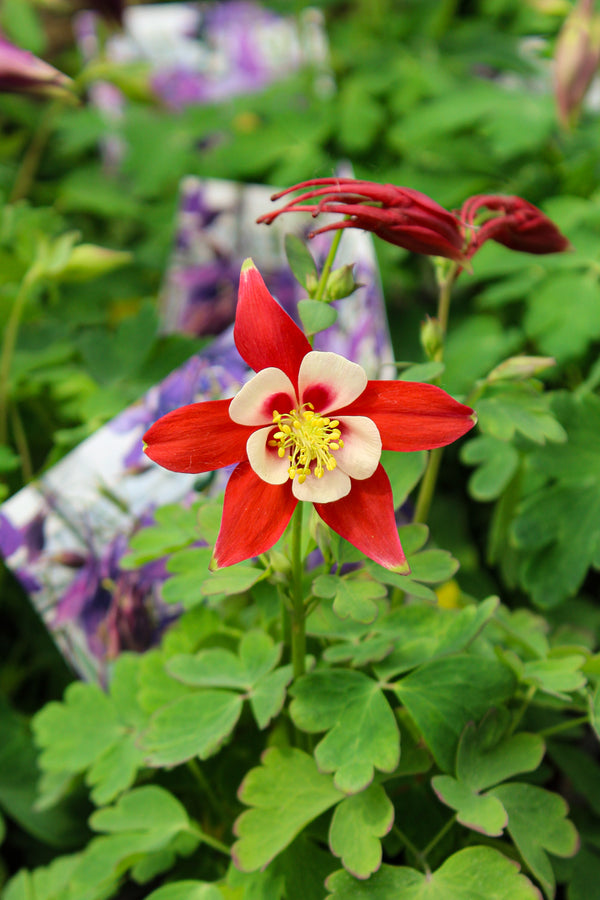 Aquilegia 'Kirigami Red and White'