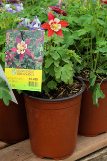 Aquilegia 'Kirigami Red and White'