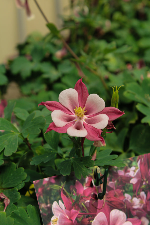 Aquilegia 'Kirigami Rose and Pink'