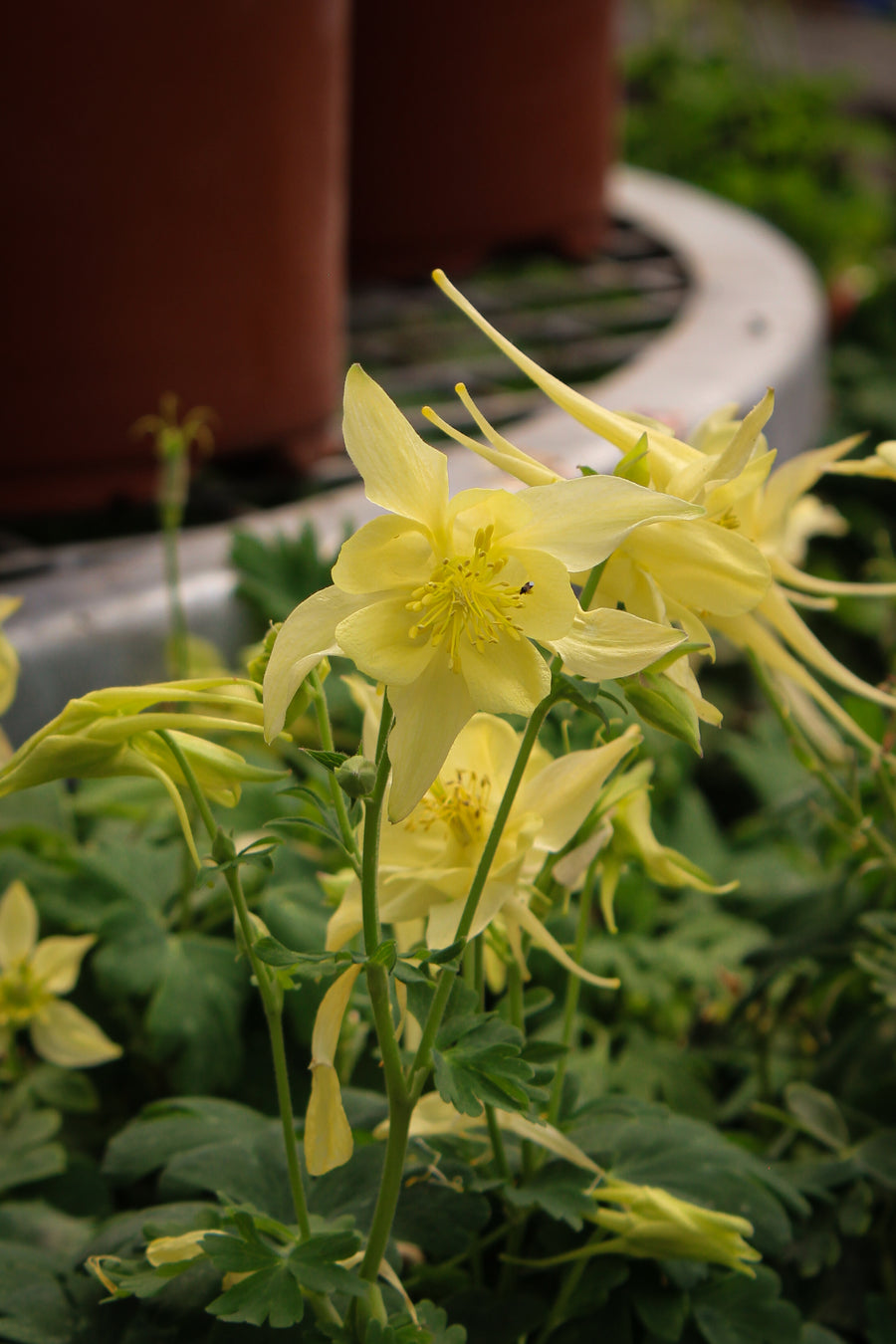 Aquilegia 'Kirigami Yellow'