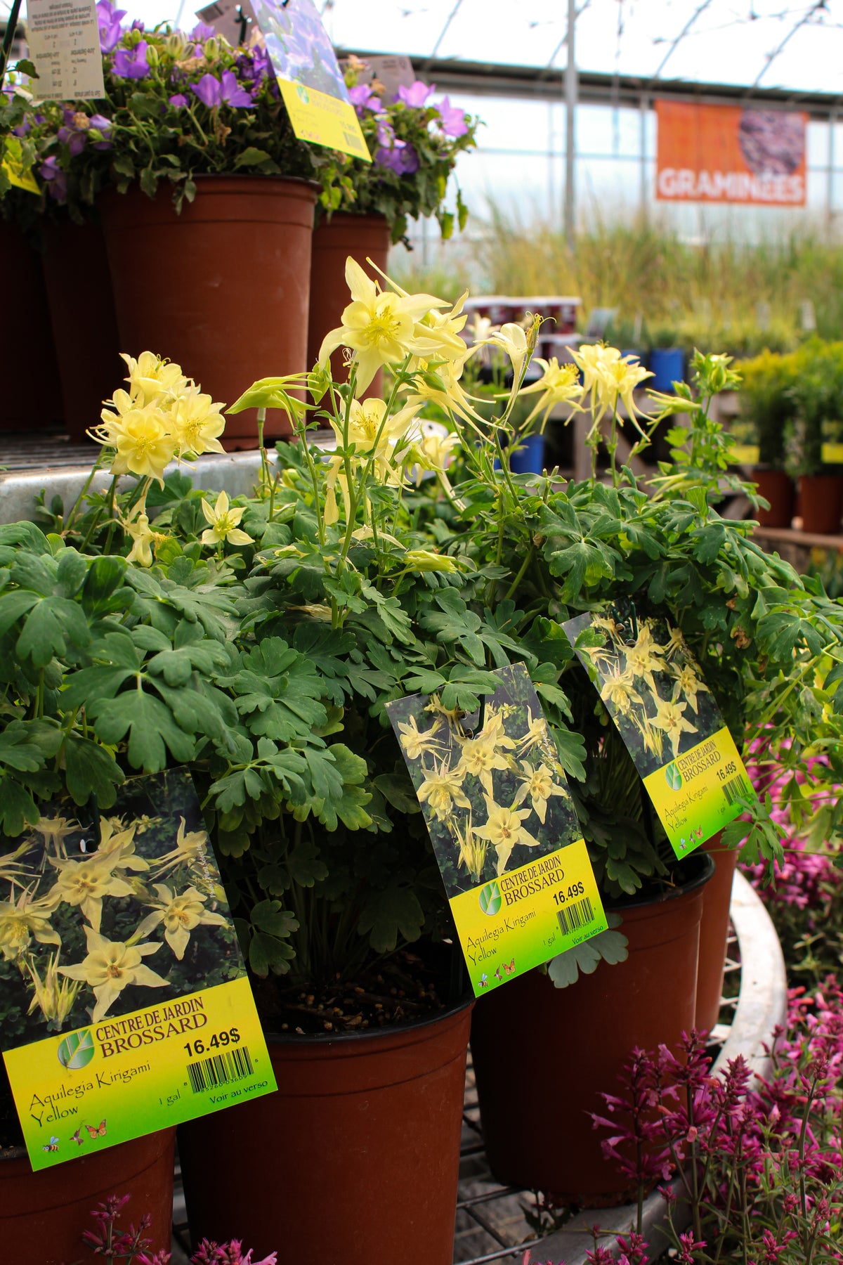 Ancolie ‘Kirigami Yellow’