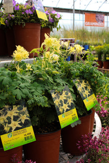 Aquilegia 'Kirigami Yellow'