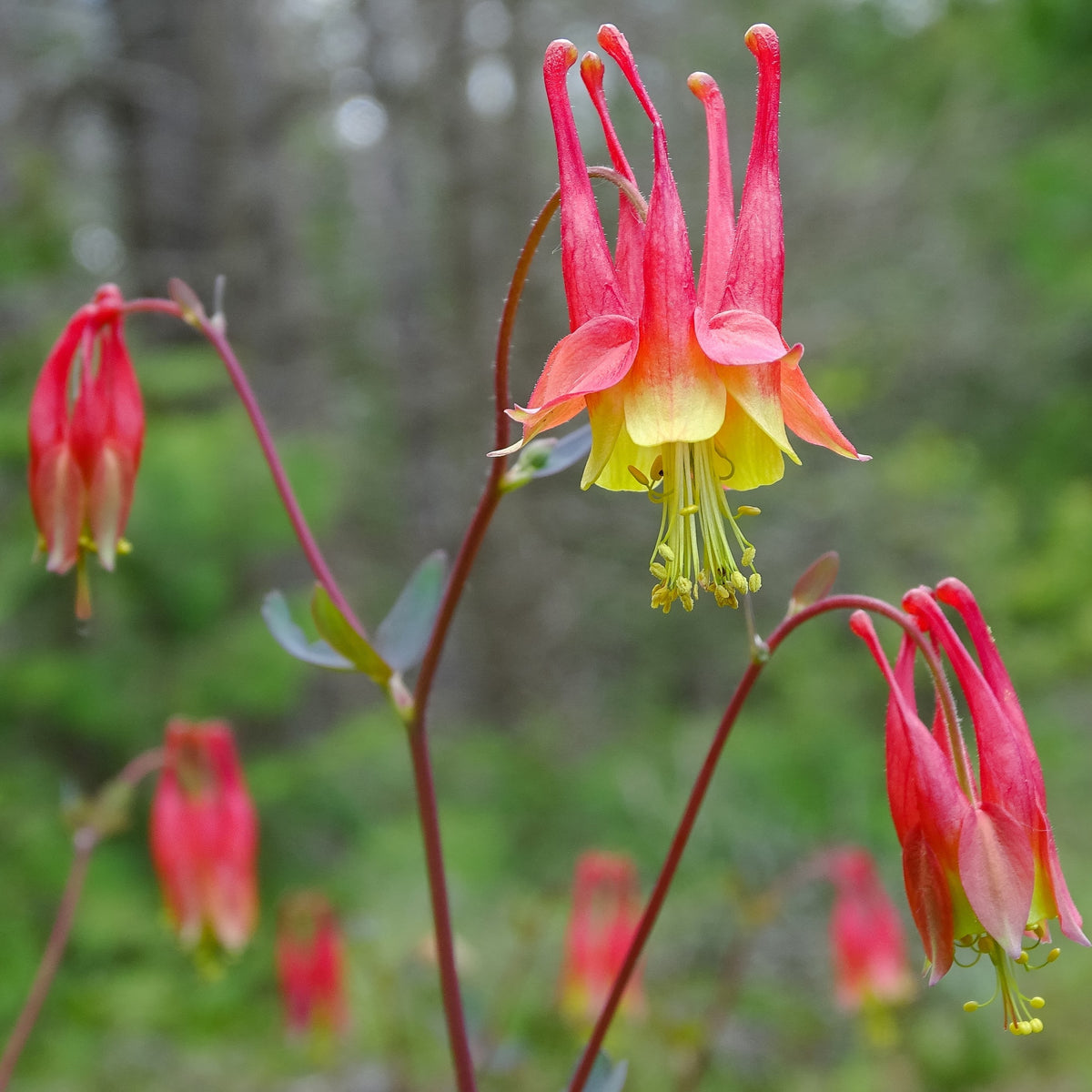 Image officielle de Ancolie du Canada, Aquilegia canadensis, associée au petit sachet de semences.