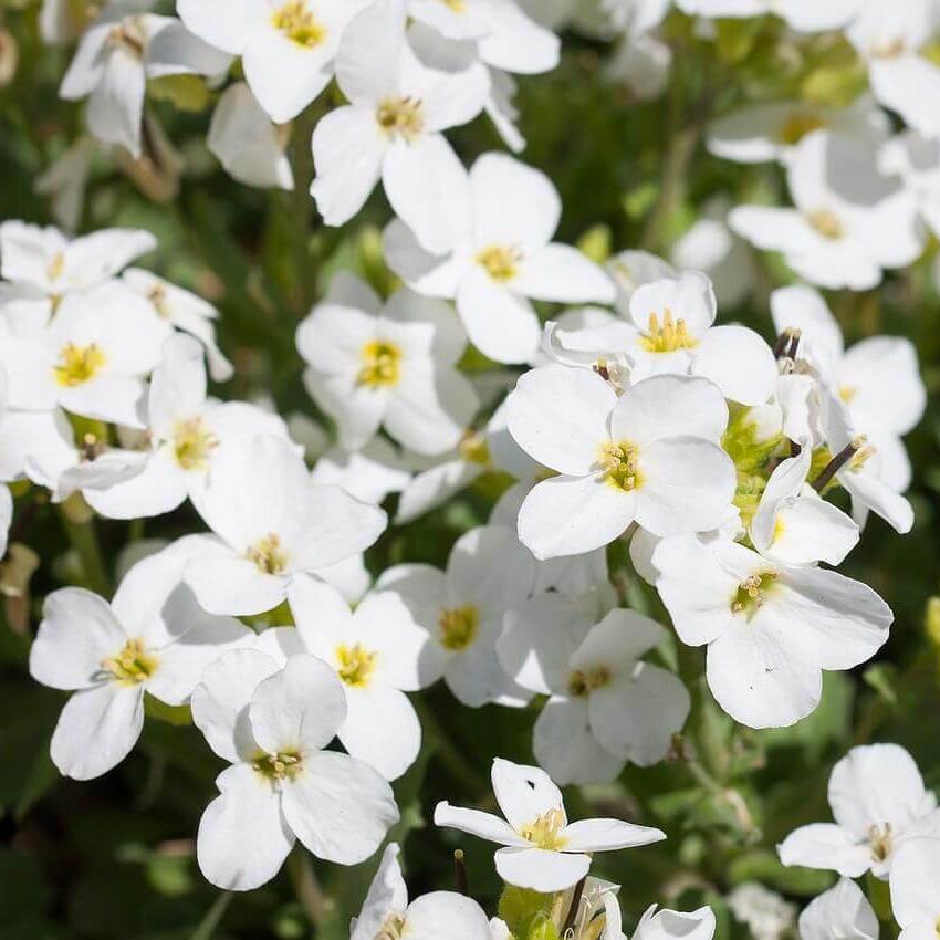 Arabette caucasica 'Bonnet de neige'