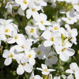 Arabette caucasica 'Bonnet de neige'