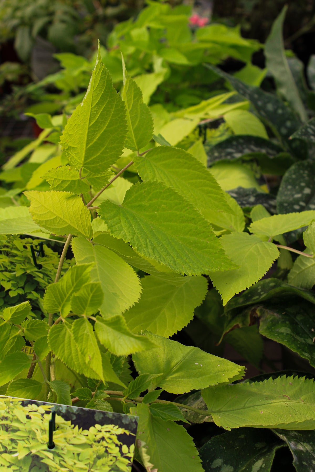 Aralie ‘Sun King’ — Aralia