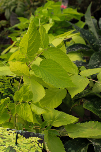 Aralie 'Sun King'. Les larges feuilles en touffe se chevauchent, avec des pointes et bords courbes aux divers angles. Des tons lime et jaune-vert couvrent le feuillage, avec des ombres plus foncées entre les feuilles. Les fines nervures visibles vont de la base des feuilles vers leurs bords. Les feuilles couvrent le cadre, avec des ombres dans les espaces qui les séparent. La vue du feuillage montre les feuilles superposées et leurs angles bien distincts.