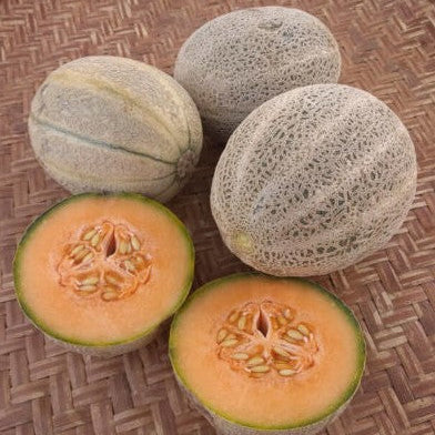 Melon 'Arancino' organic