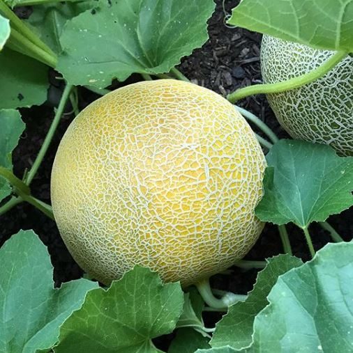 Melon miel 'Arava F1' bio