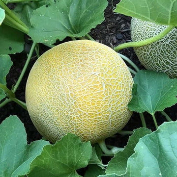 Melon miel 'Arava F1' bio