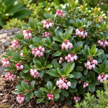 Arctostaphylos uva-ursi 'Massachusetts'