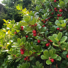 Arctostaphylos uva-ursi 'Massachusetts' fruits