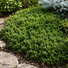Arctostaphylos uva-ursi 'Massachusetts' étalement