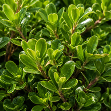 Arctostaphylos uva-ursi 'Massachusetts' close up feuile