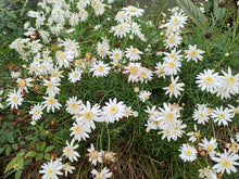 Argyranthème