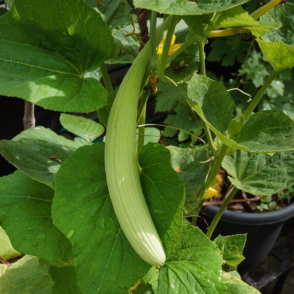 Cucumber 'Armenian' 