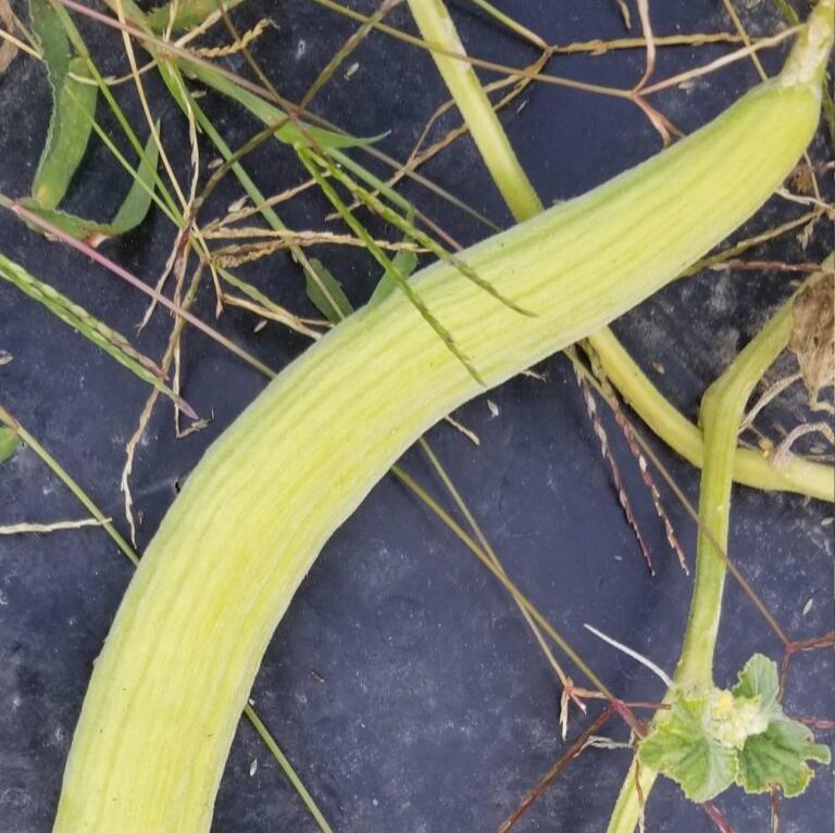 Concombre arménien 'Armenian Cucumber Mix' bio