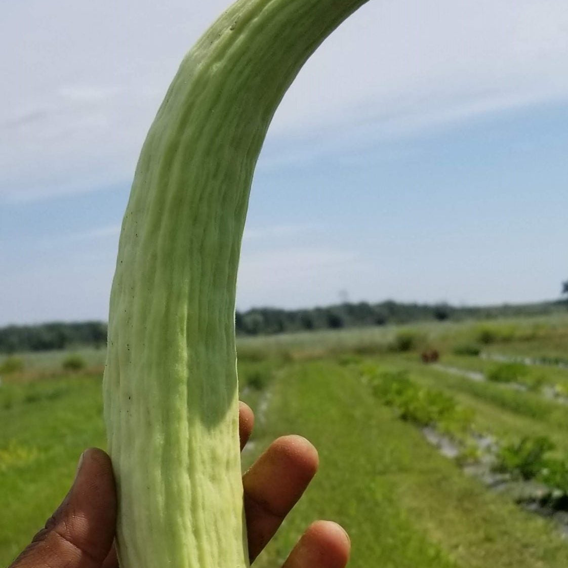 Organic cucumber 'Gaia Cucumber Mix'