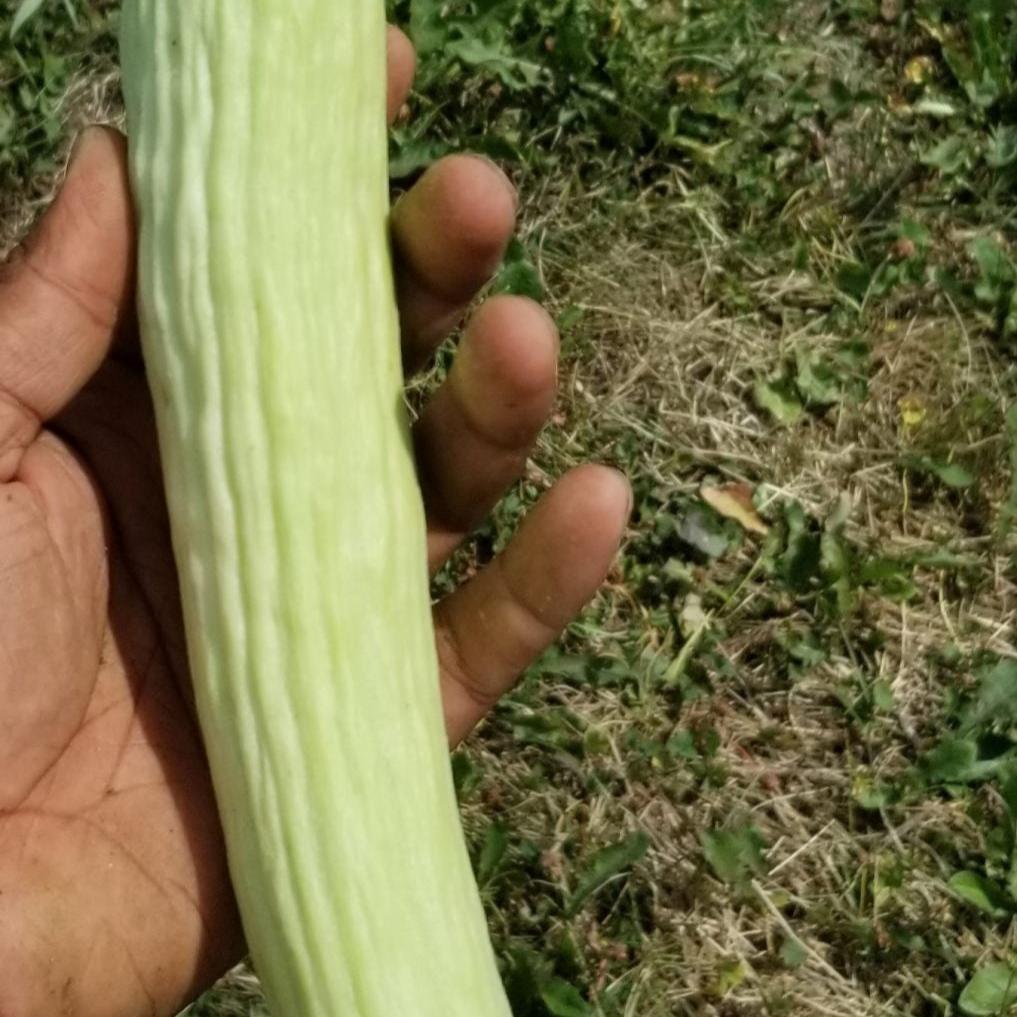 Organic 'Armenian Cucumber Mix' Seeds by Gaia, additional product image for Canadian gardeners.
