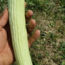 Armenian Cucumber Mix Organic 